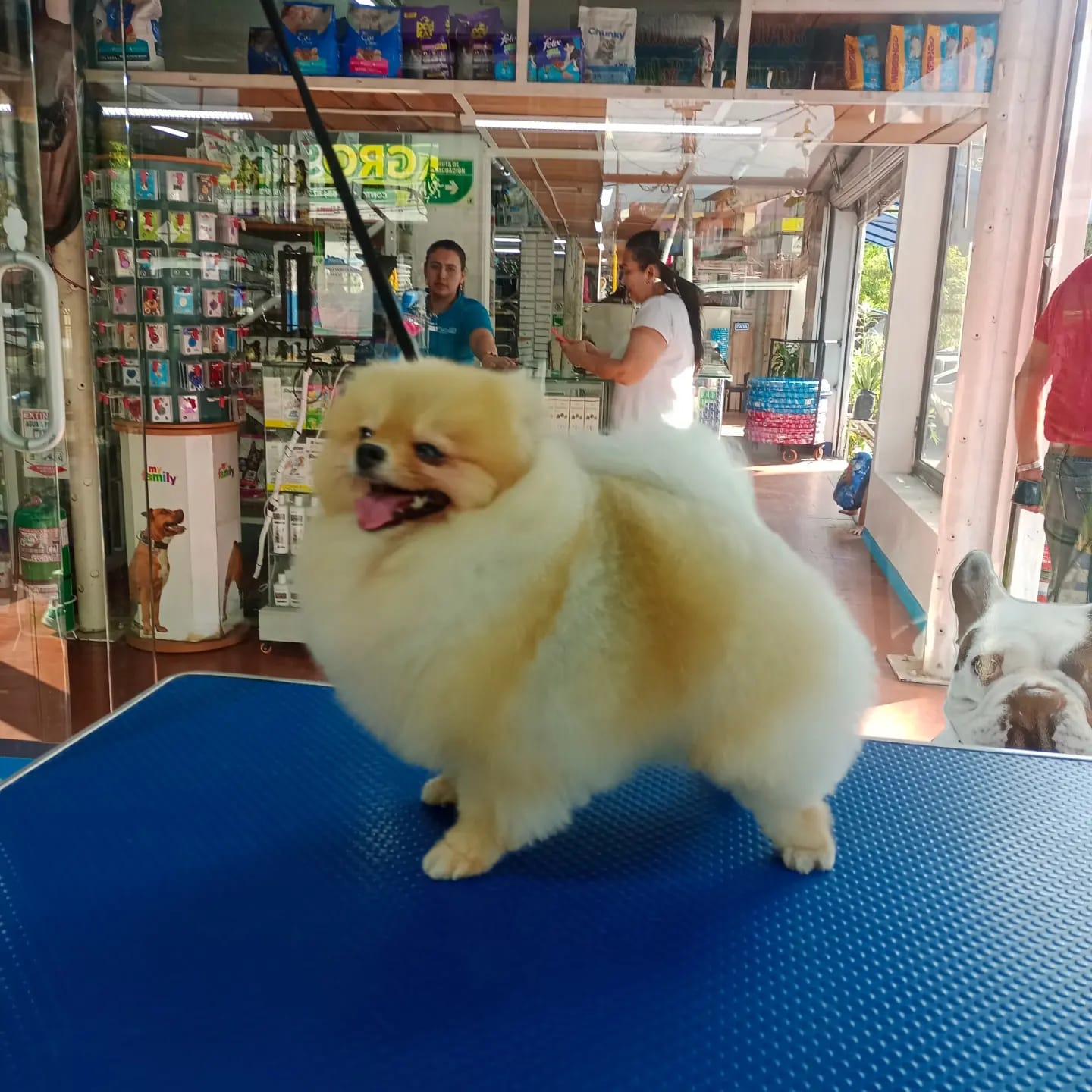 Pomerania