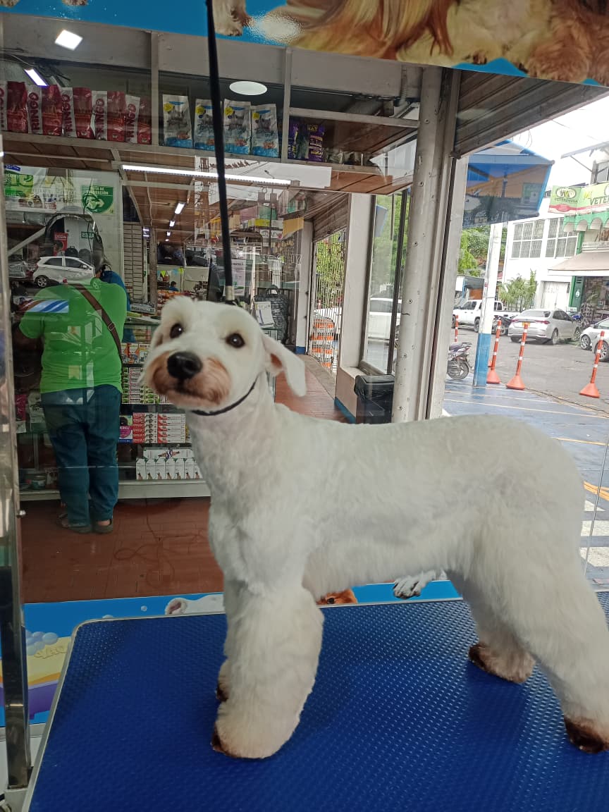 Corte schnauzer con cara teddy