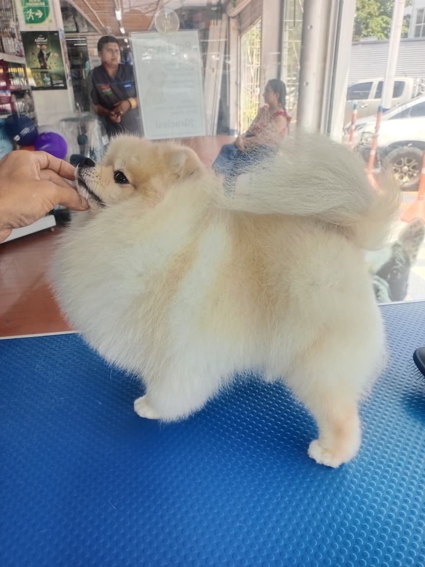 Corte pomerania