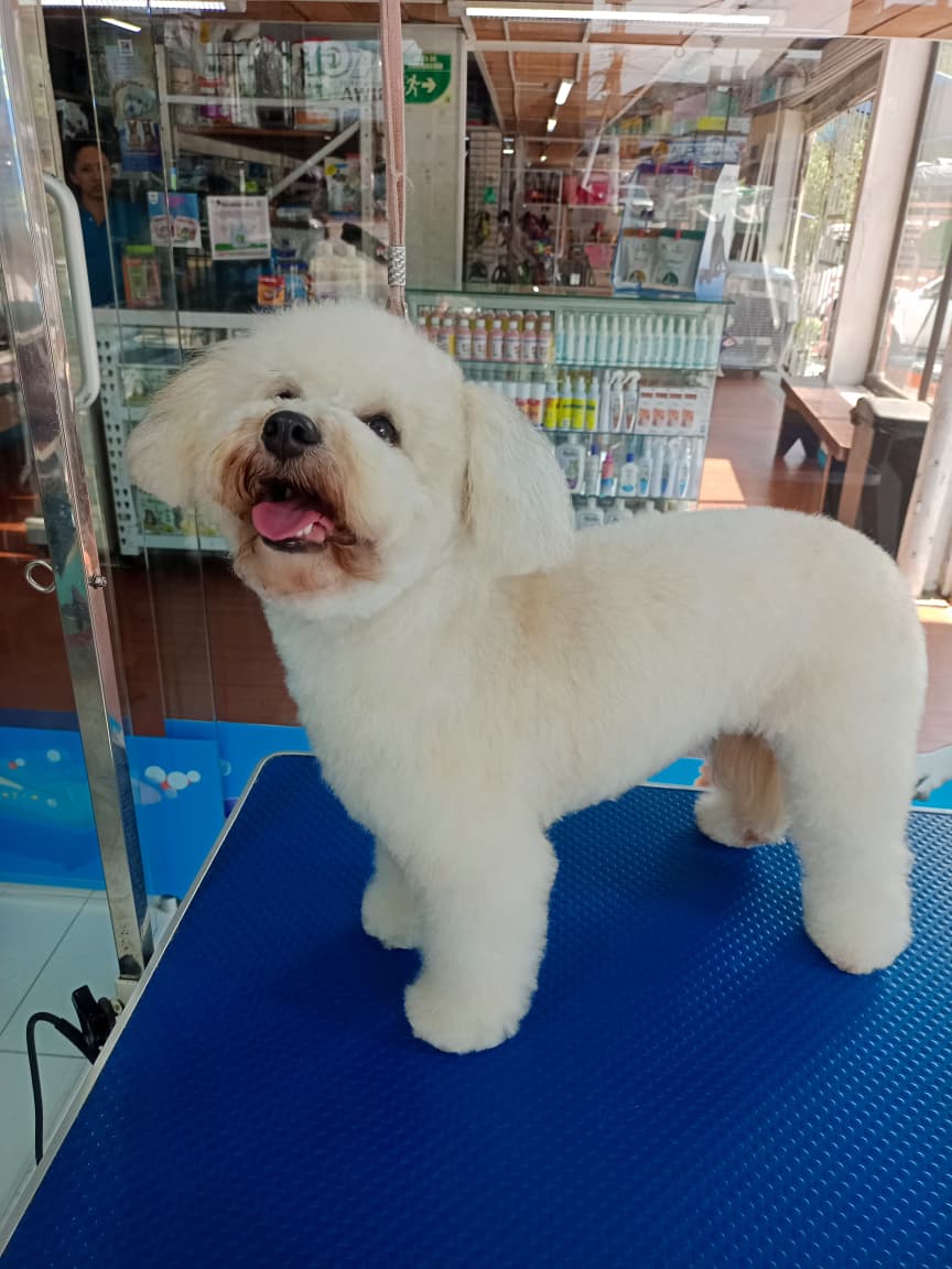 Corte teddy a tiijeras