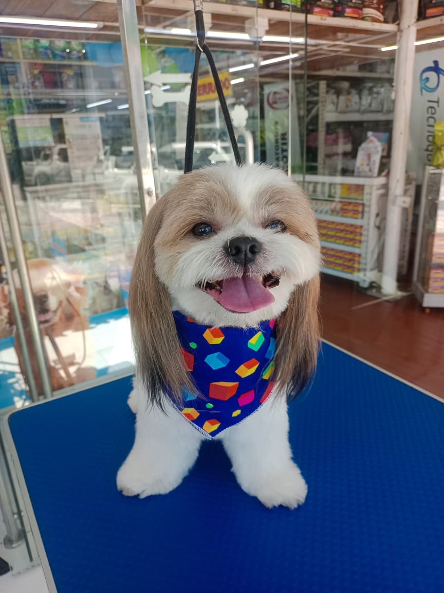 Corte cachorro