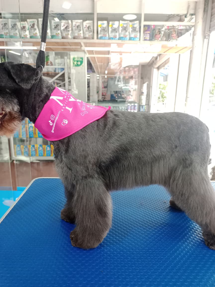 Corte schnauzer