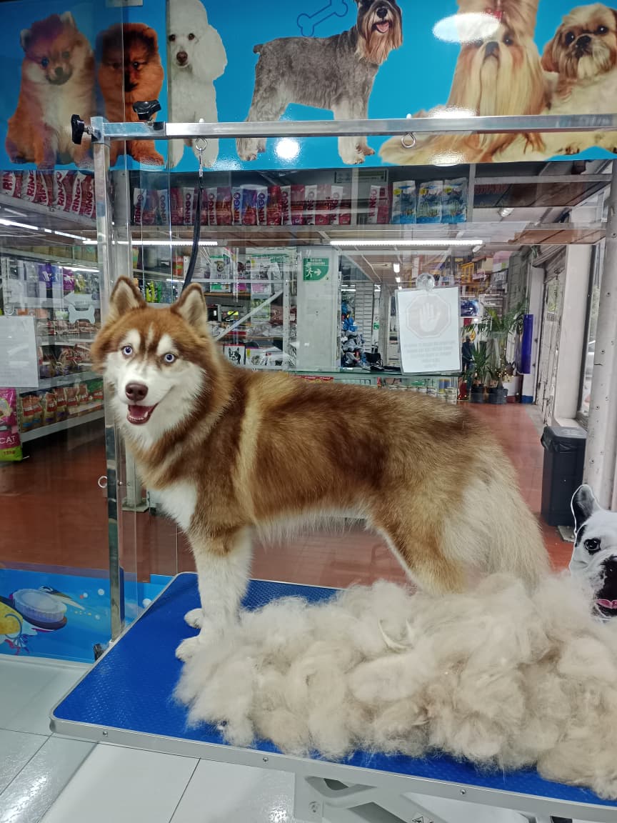 Husky