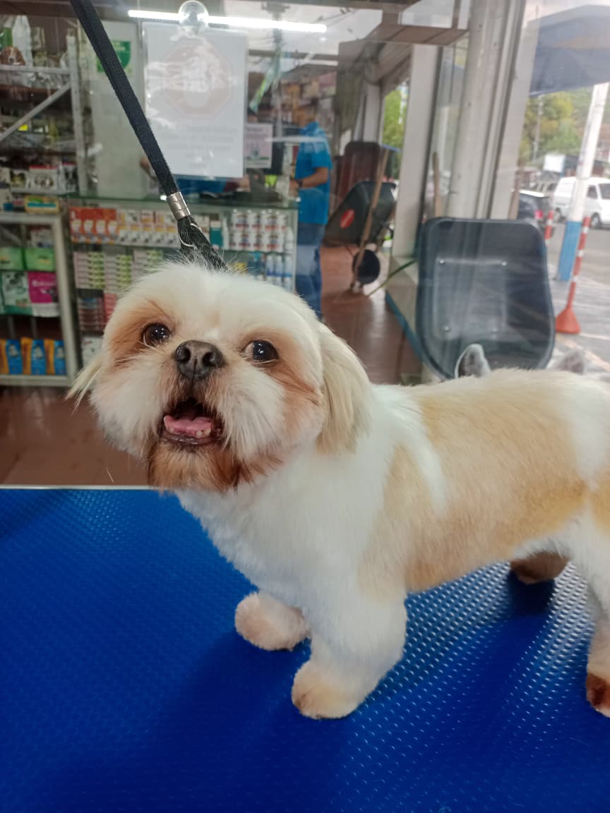 Shihtzu corte cachorro