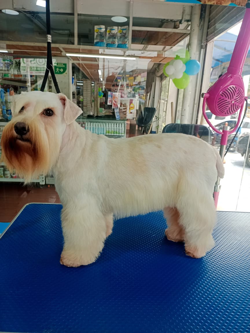 schnauzer
