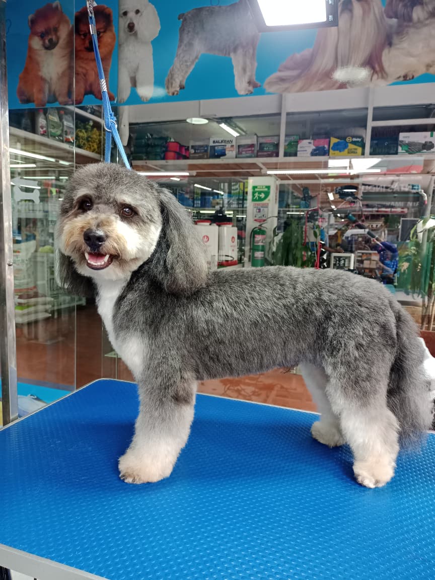 Poodle tijeras