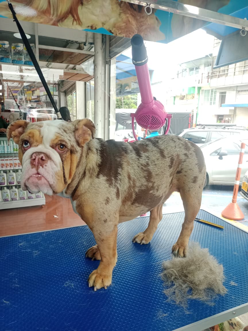 Bulldog ingles deslanado