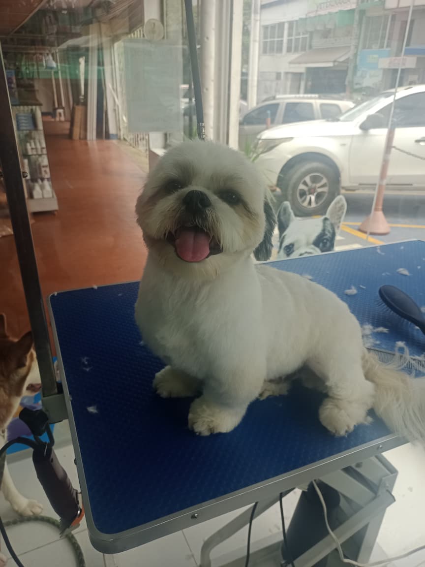 Corte cachorro