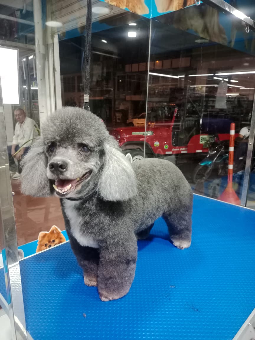 Poodle tijeras
