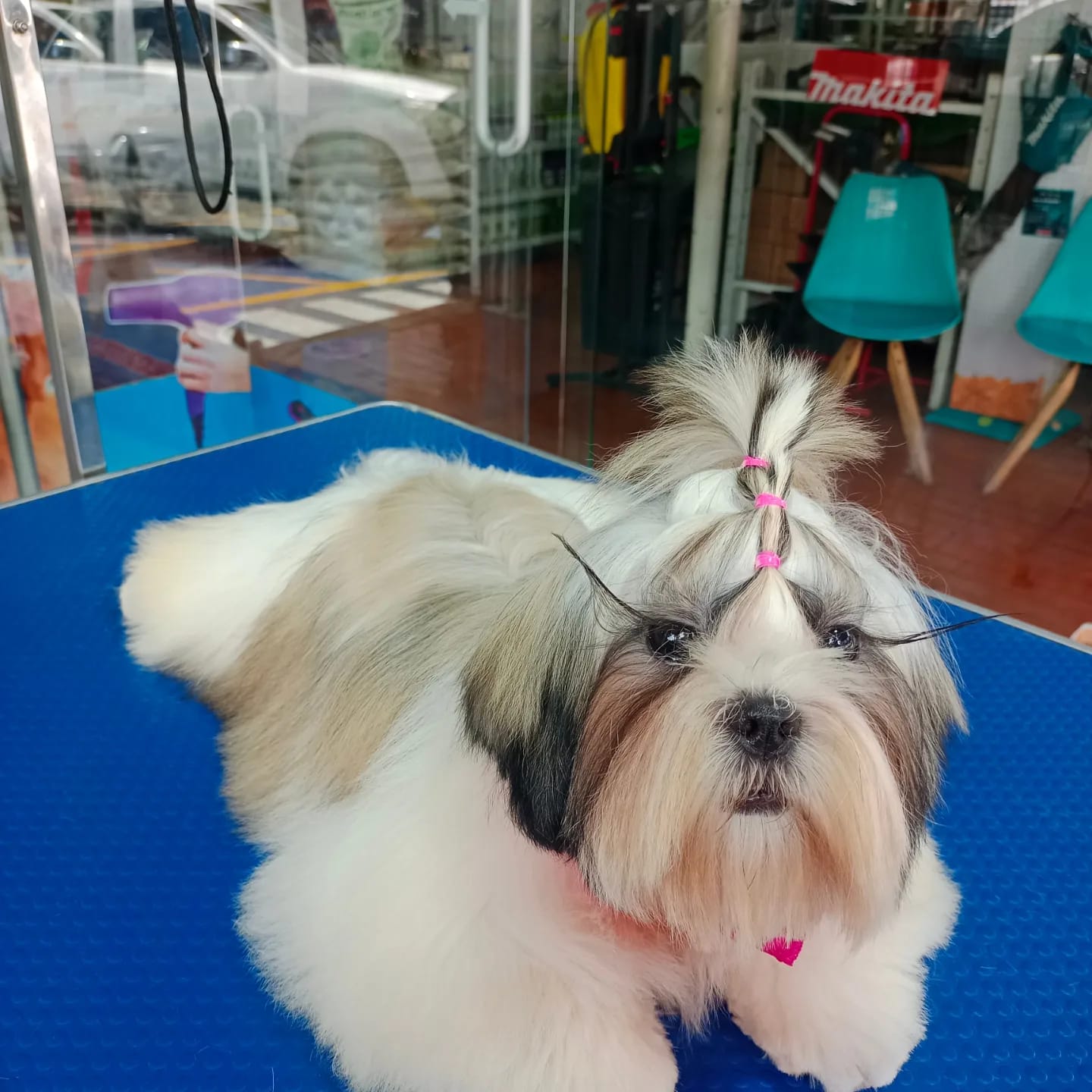 Shihtzu