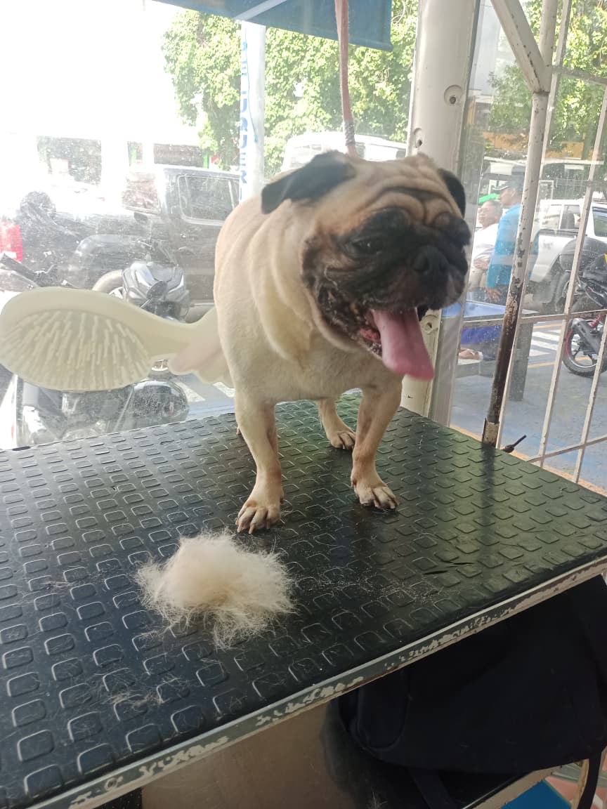 Pug deslanado