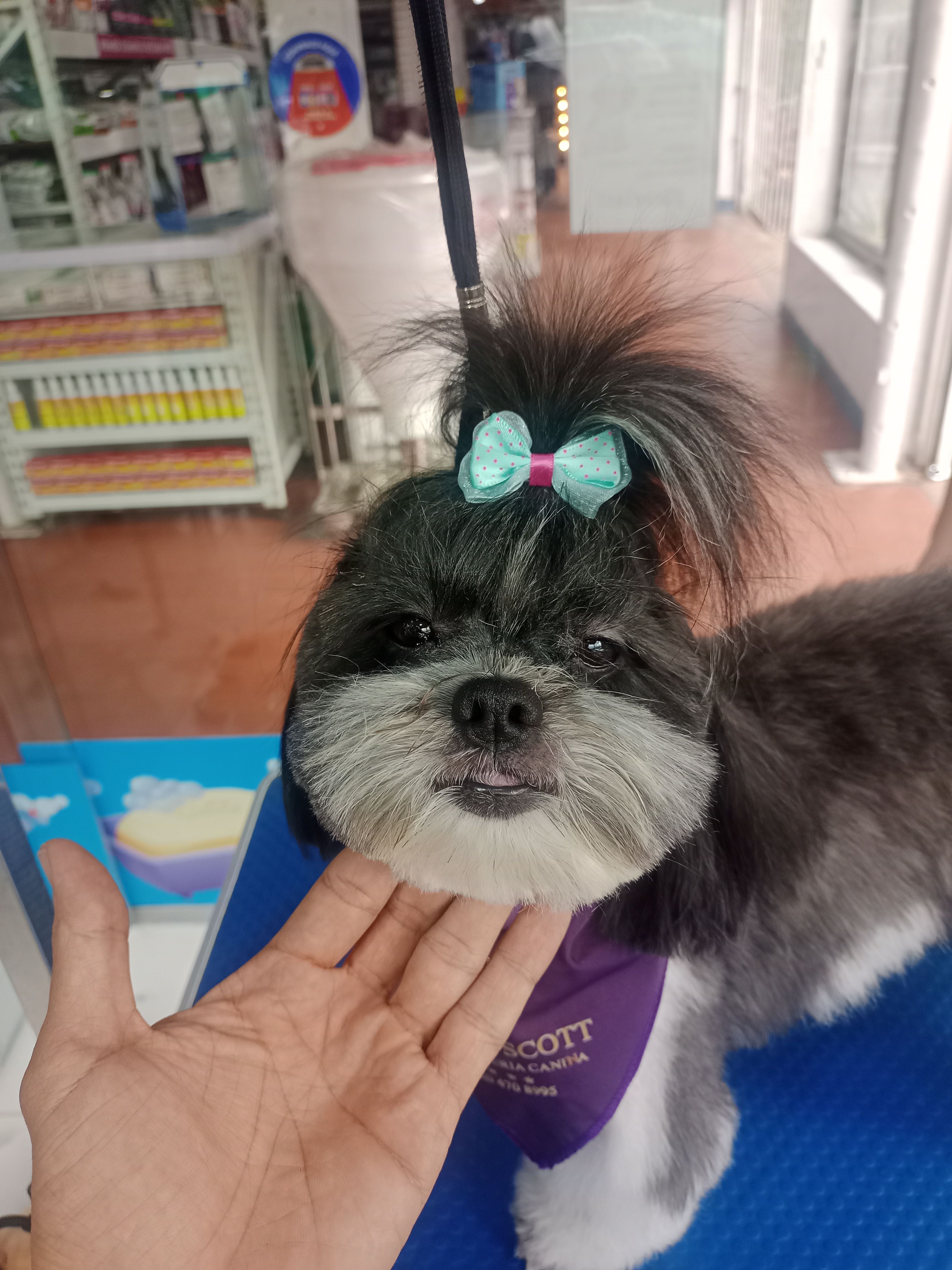 Shihtzu cara semi redonda